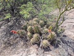 Trichocereus candicans