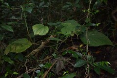 Dendrocnide moroides