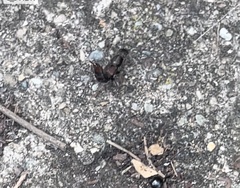 Platydracus cinnamopterus