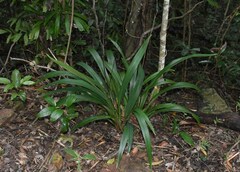 Dianella atraxis