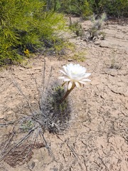 Echinopsis leucantha