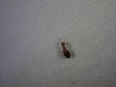 Stricticomus tobias
