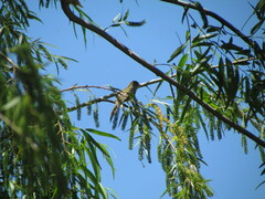 Elaenia