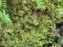 Pleurozium schreberi