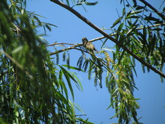 Elaenia