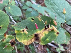 Hormaphis hamamelidis