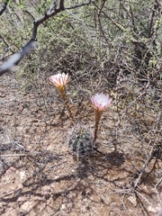 Echinopsis leucantha