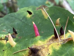 Hormaphis hamamelidis
