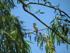 Elaenia