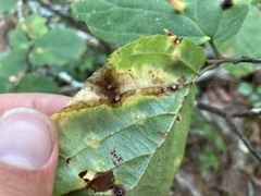 Hormaphis hamamelidis