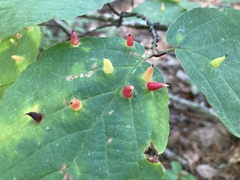 Hormaphis hamamelidis