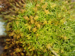 Bartramia pomiformis