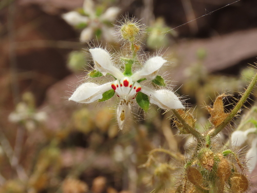 Loasa floribunda (Loasa floribunda)