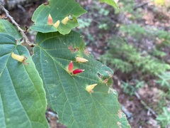 Hormaphis hamamelidis