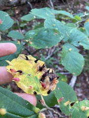 Hormaphis hamamelidis