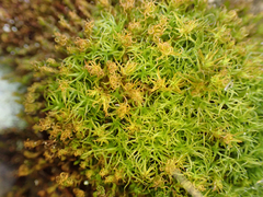 Bartramia pomiformis
