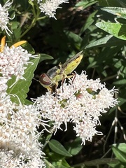 Hedriodiscus truquii