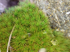 Bartramia aprica