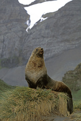 Arctocephalus gazella