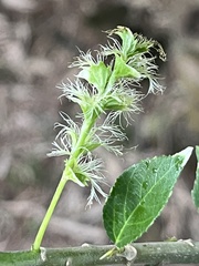 Acalypha wilkesiana