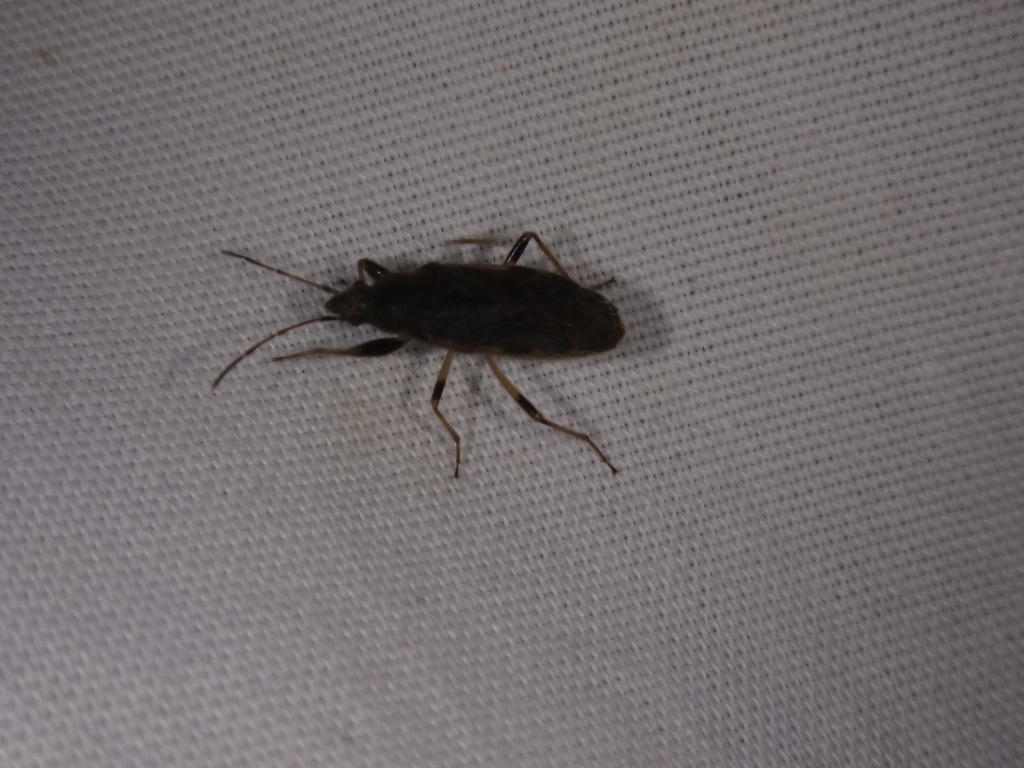 Perigenes constrictus