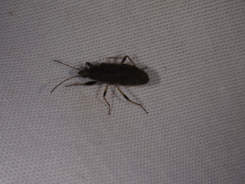 Perigenes constrictus