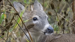 Odocoileus virginianus leucurus