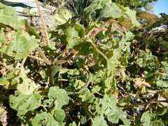 Proboscidea louisianica