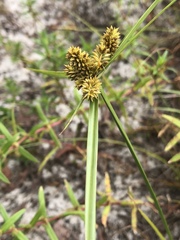 Cyperus aggregatus