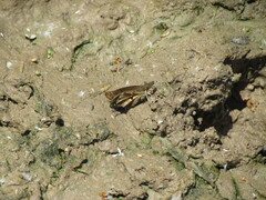 Anisochoria sublimbata