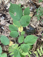 Cameraria corylisella