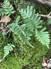 Polypodium virginianum