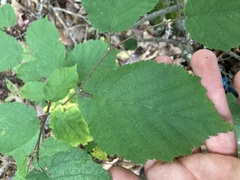 Corylus cornuta