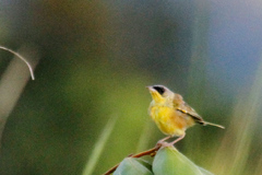 Geothlypis poliocephala