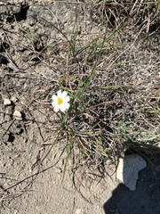 Melampodium leucanthum