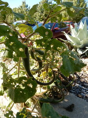 Proboscidea louisianica