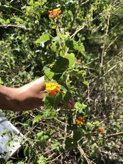 Lantana horrida