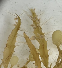 Aglaophenia latecarinata
