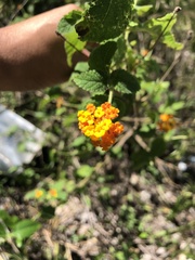 Lantana horrida