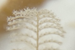 Aglaophenia latecarinata
