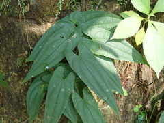 Dioscorea