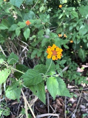 Lantana horrida