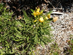Senna corymbosa