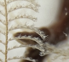 Aglaophenia latecarinata