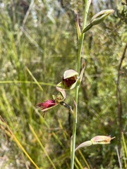 Calochilus