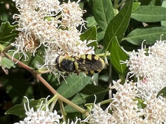 Hedriodiscus truquii