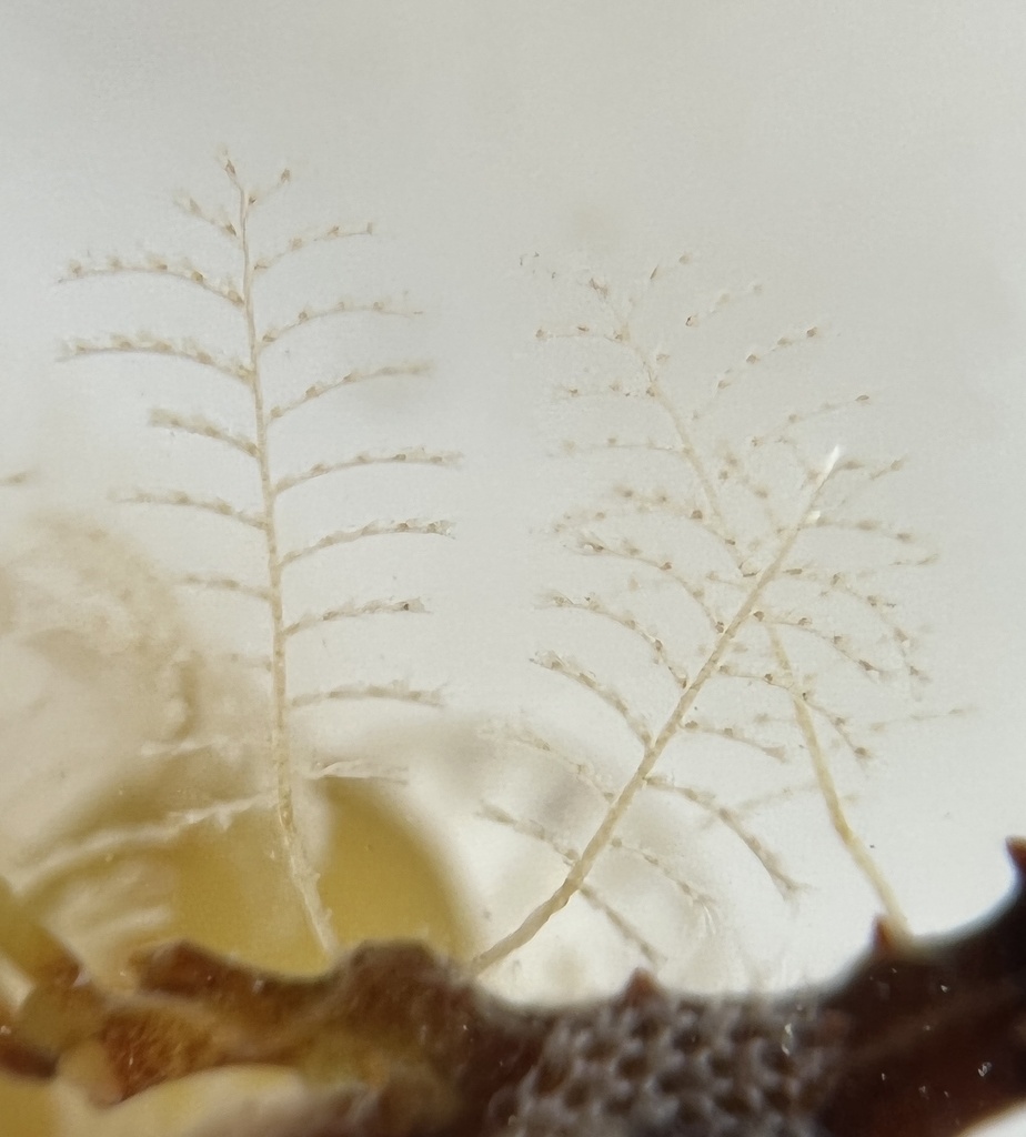 Feather Plume Hydroid