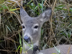 Odocoileus virginianus leucurus