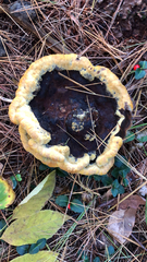 Phaeolus schweinitzii