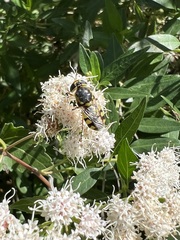 Hedriodiscus truquii